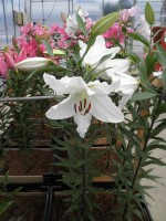 [1891 Coromandel VH No02.JPG]